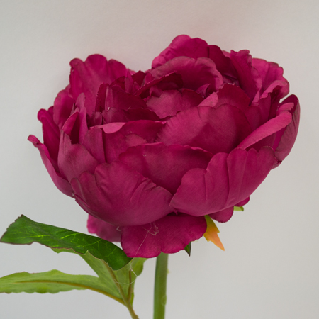 Paeonia Voincent beauty 37 cm