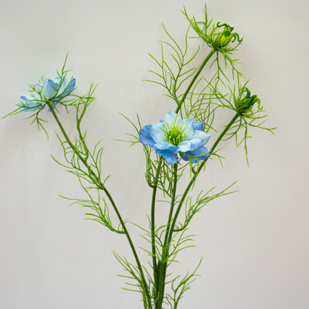 Nigella Starlet blue 66cm