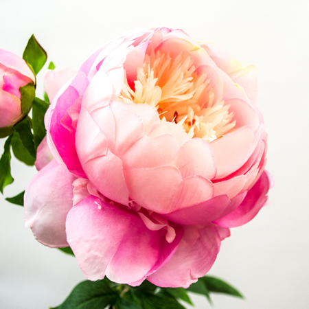 Peony large pink x2 93cm,head 14cm,bud 6cm
