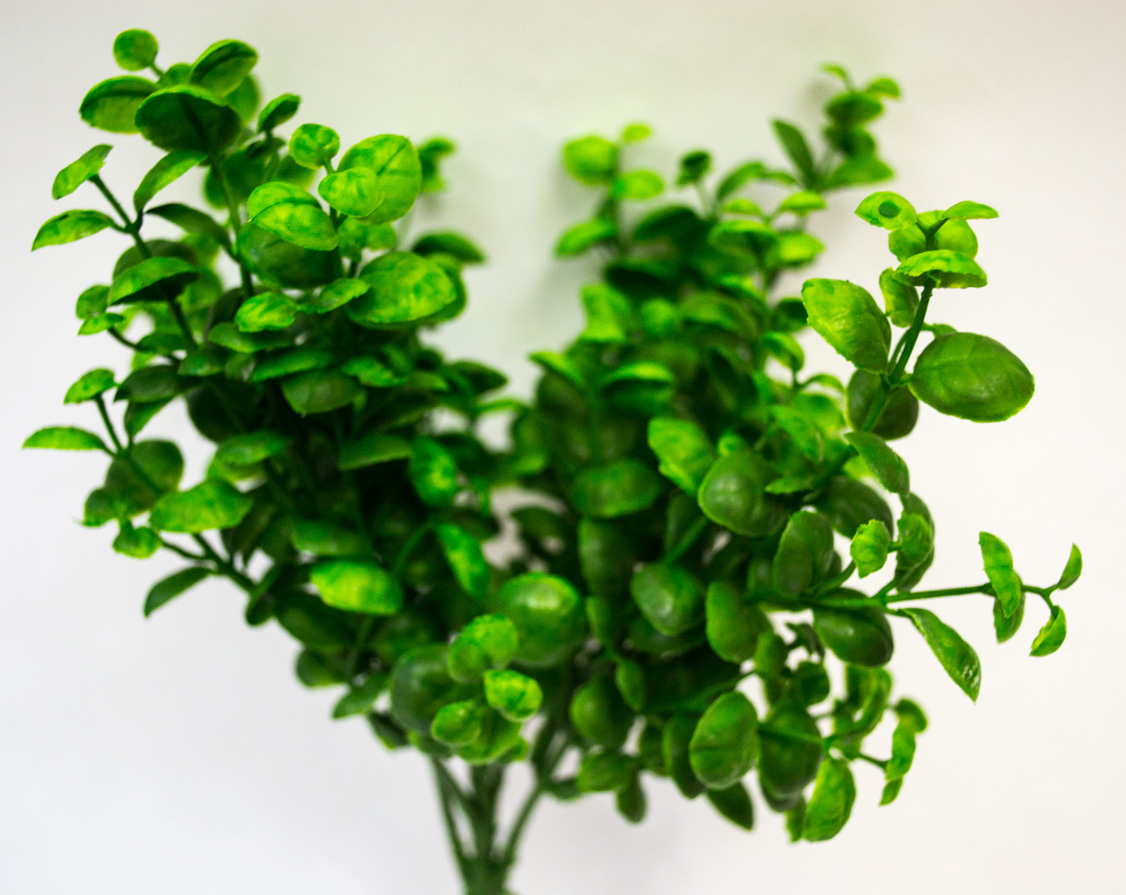 Basil bush green 30cm
