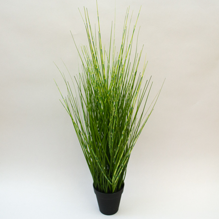 Zebrinnus in pot small 61cm