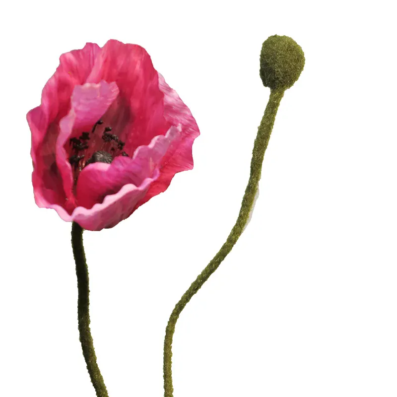 Mák - Papaver beauty V60 cm (vínovofialový)