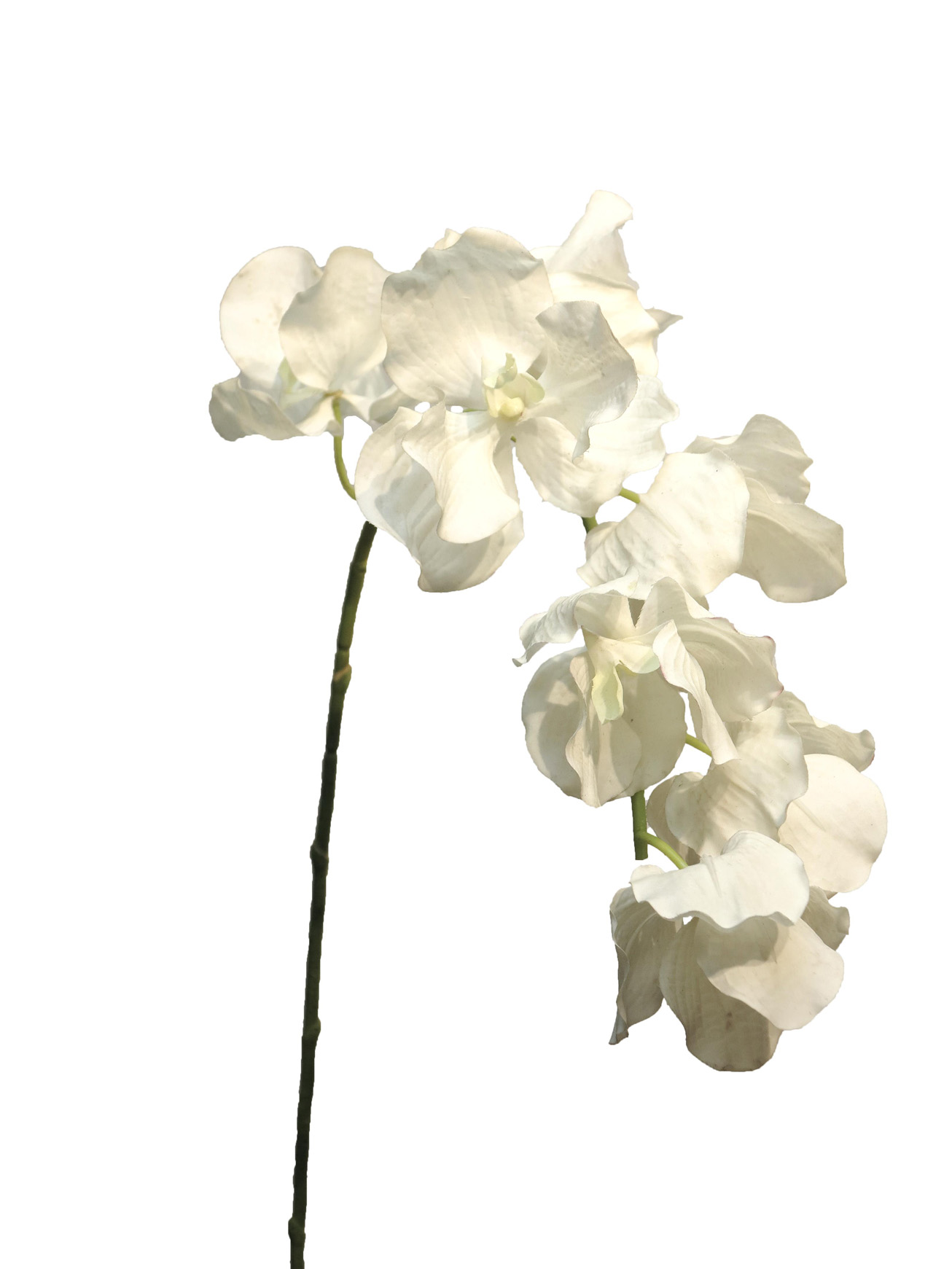 Orchidej (phalaenopsis) Vanda orchid bilý 95cm
