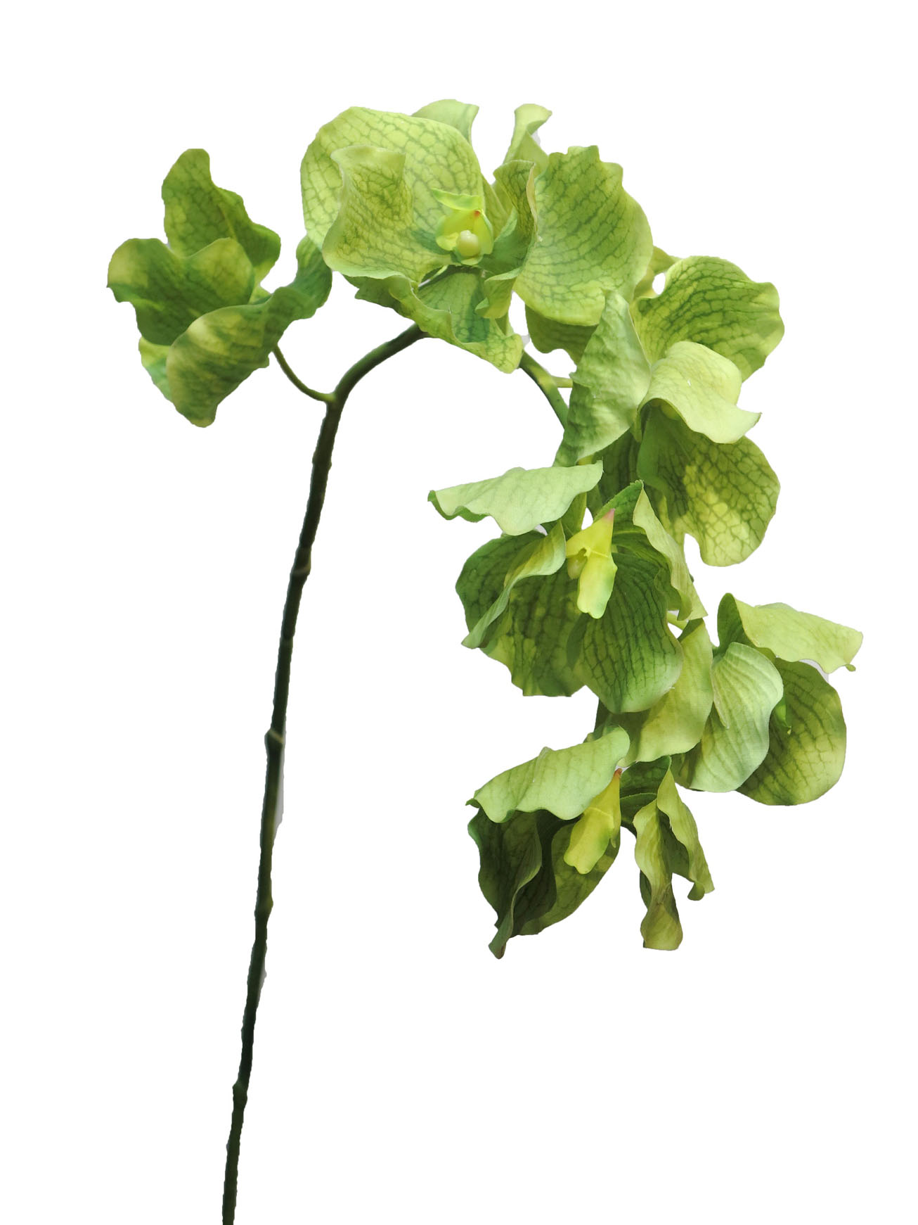 Orchidej (phalaenopsis) - Vanda orchid zelený 95cm