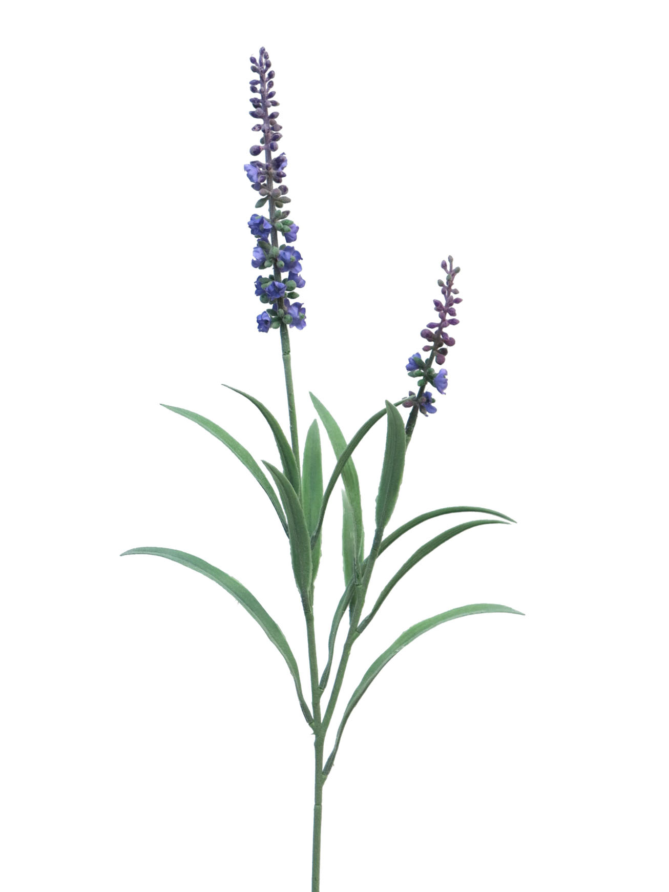 Levandule - Lavender 'Doyle' x2 lavender 61cm