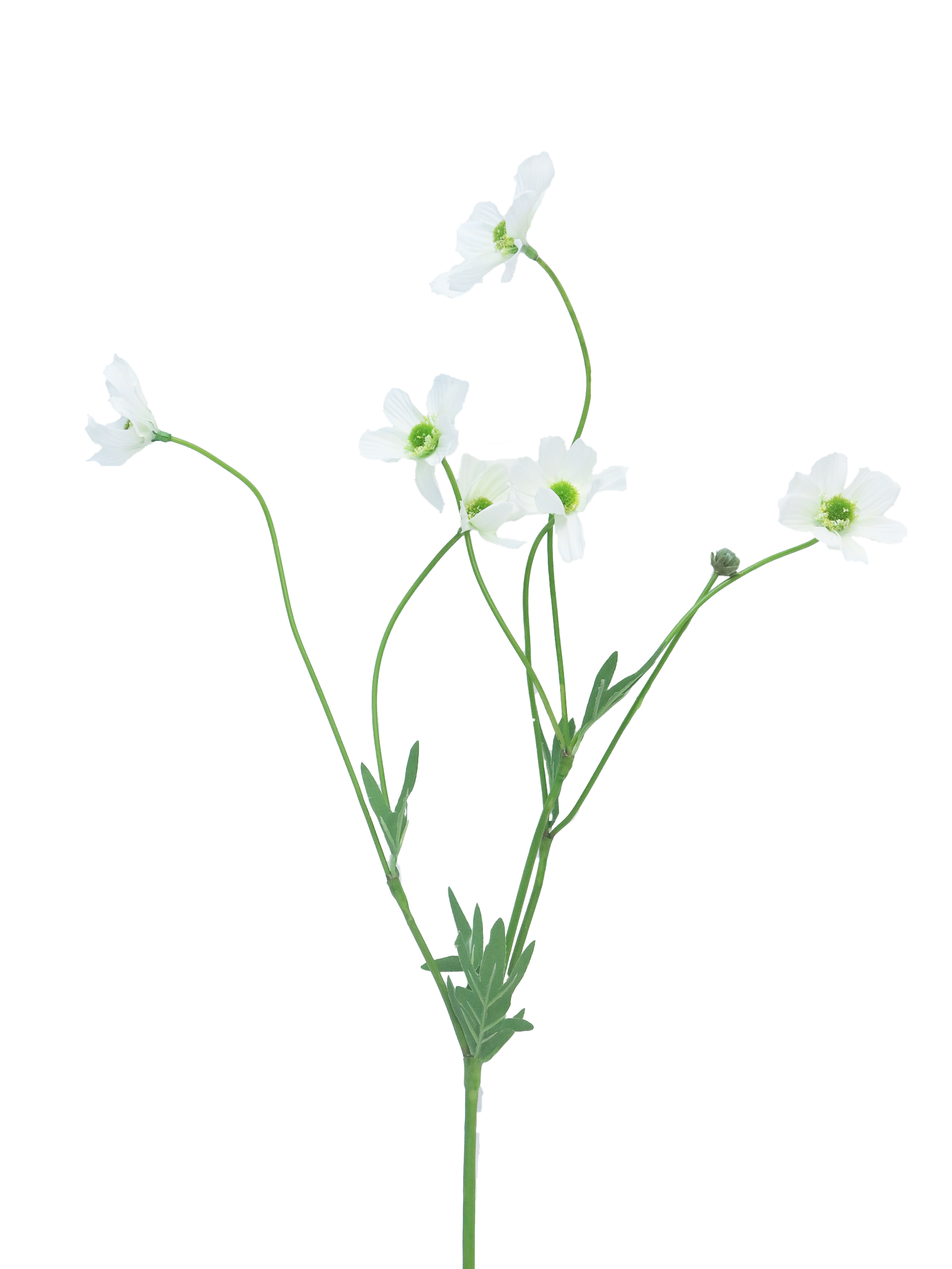 Krásenka - Cosmos bipinatus Dax bilá 69cm