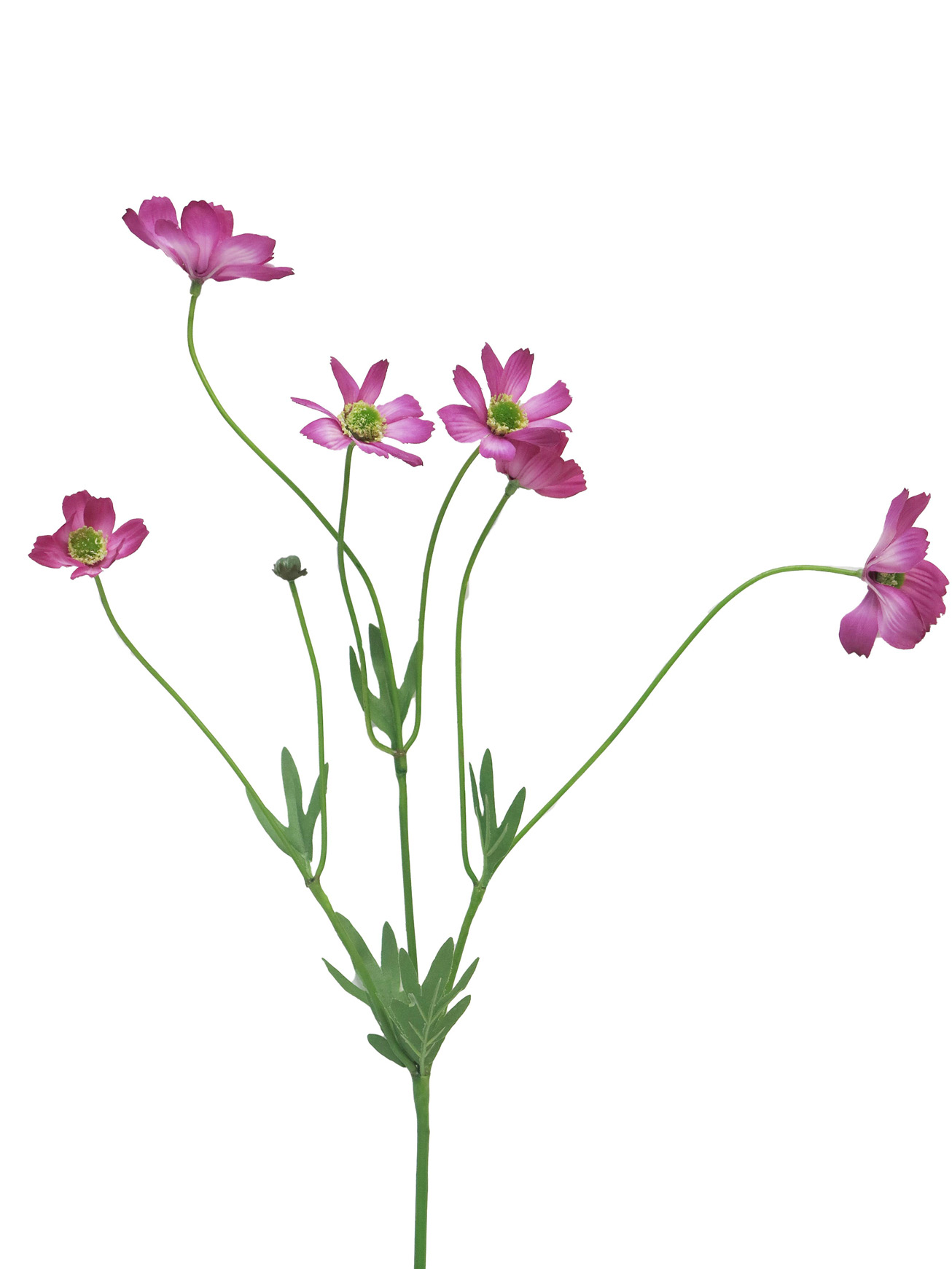 Krásenka - Cosmos bipinatus Cosmos Dax fuchsia / růžová 69cm