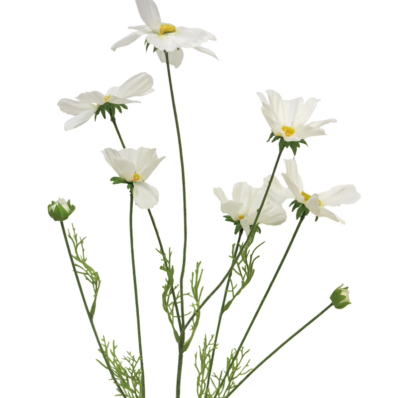 Krásenka - Cosmos Orion krémová 92cm