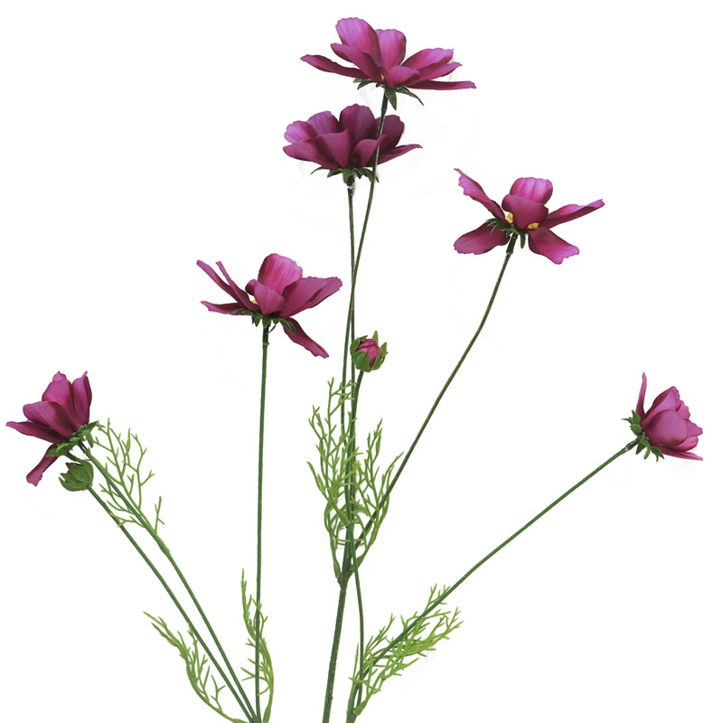 Krásenka  - Cosmos bipinatus Orion beauty 92cm