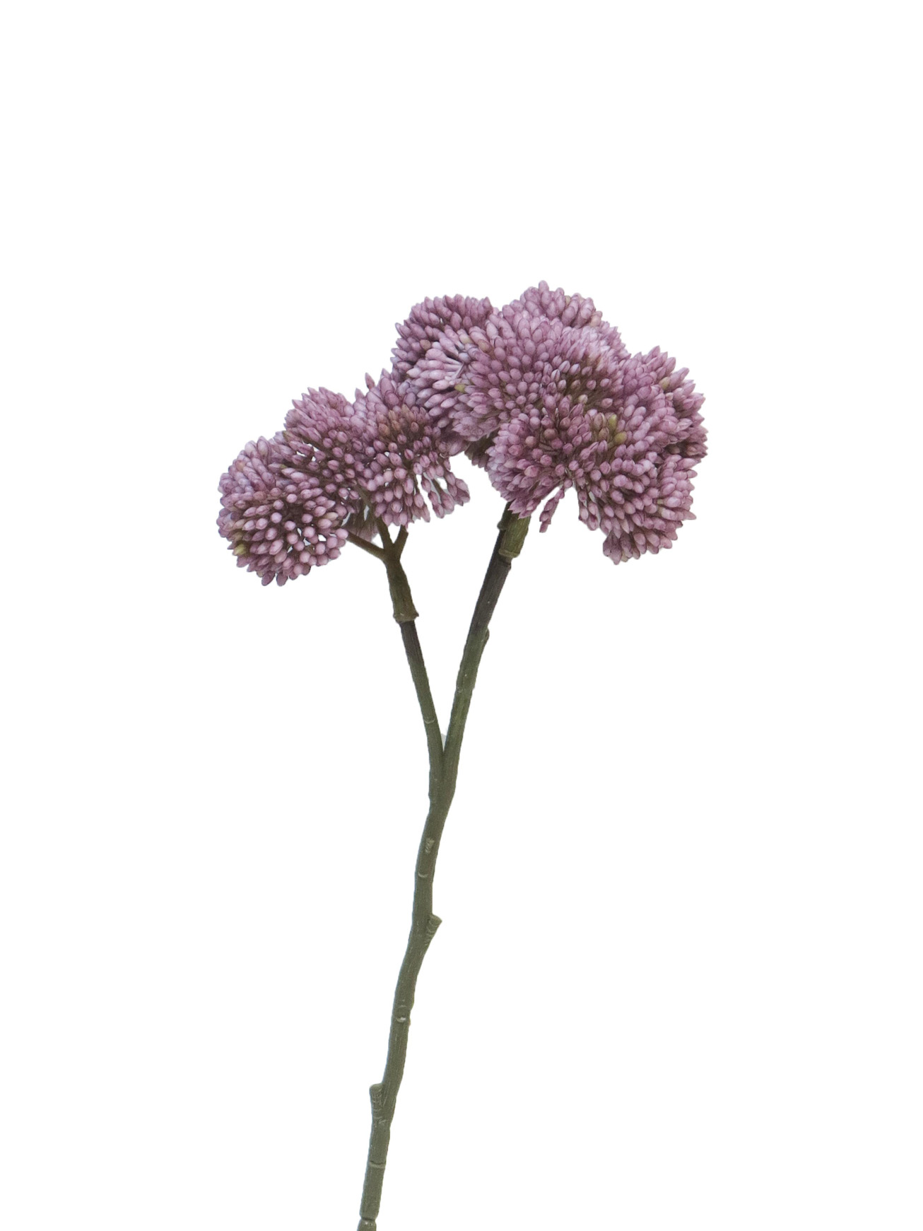 Rozchodník - Sedum fialový 46cm