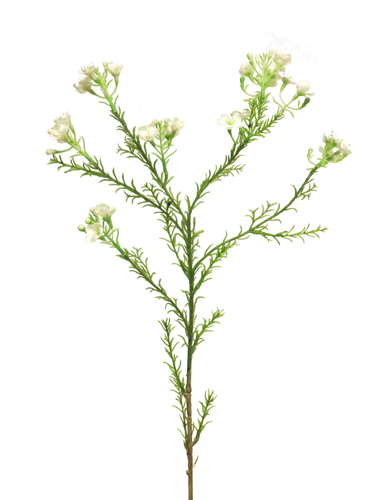 Opuč - Chamelaucium bilý 66cm