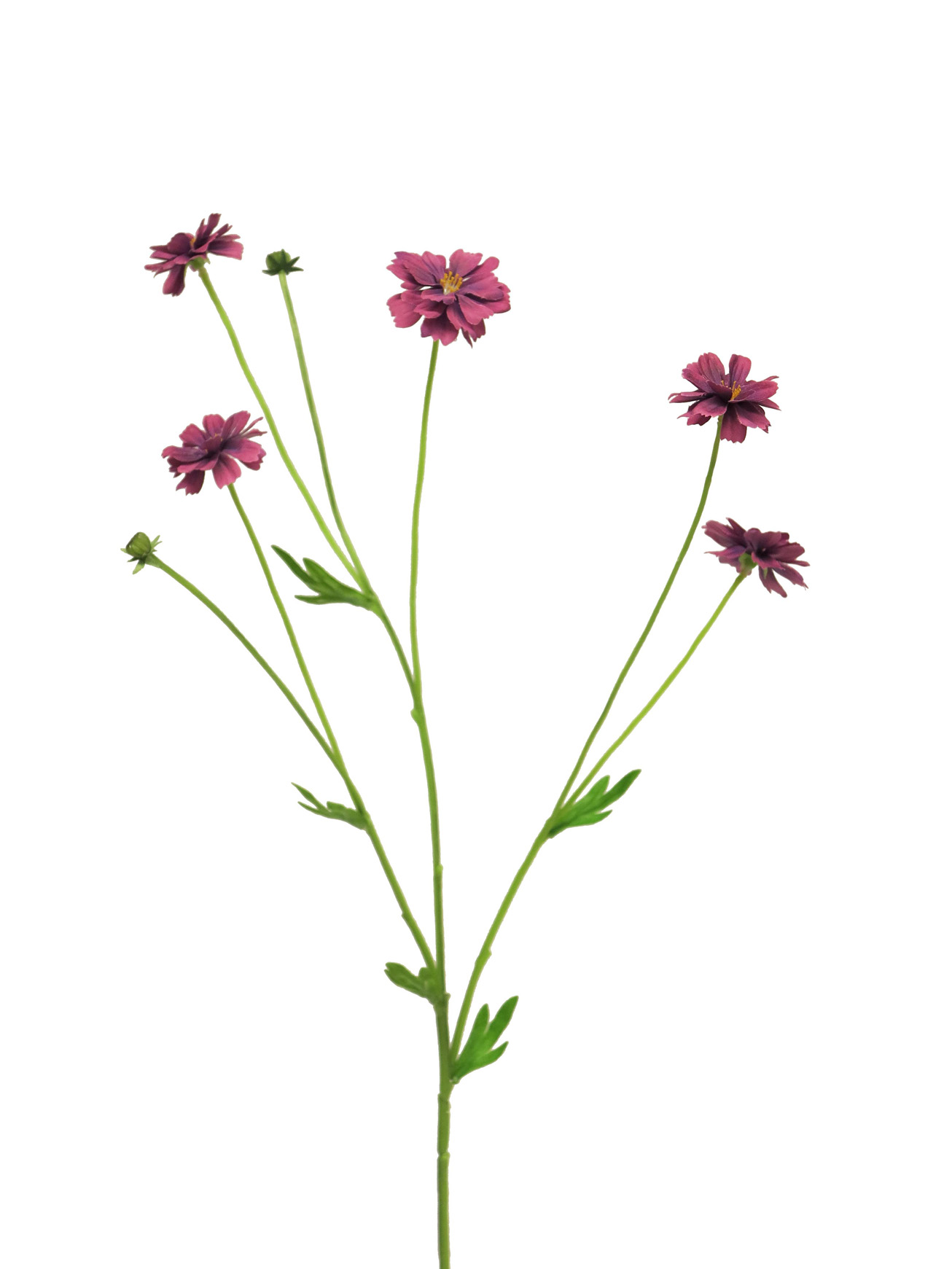 Chrpa - Centaurea Madelon Rabe x5 hnědá 45cm