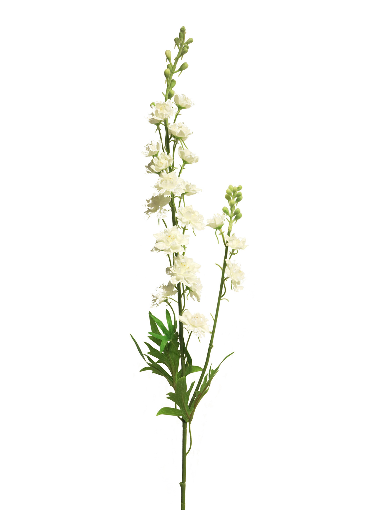 Stračka (Ostrožka) - Delphinium Agathe bilá 85cm