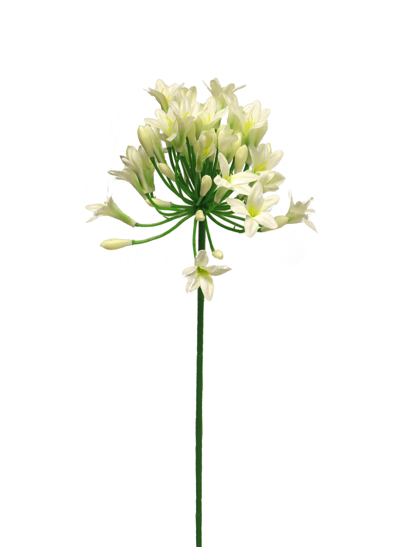 Kalokvět - Agapanthus lady bilý / cream75cm