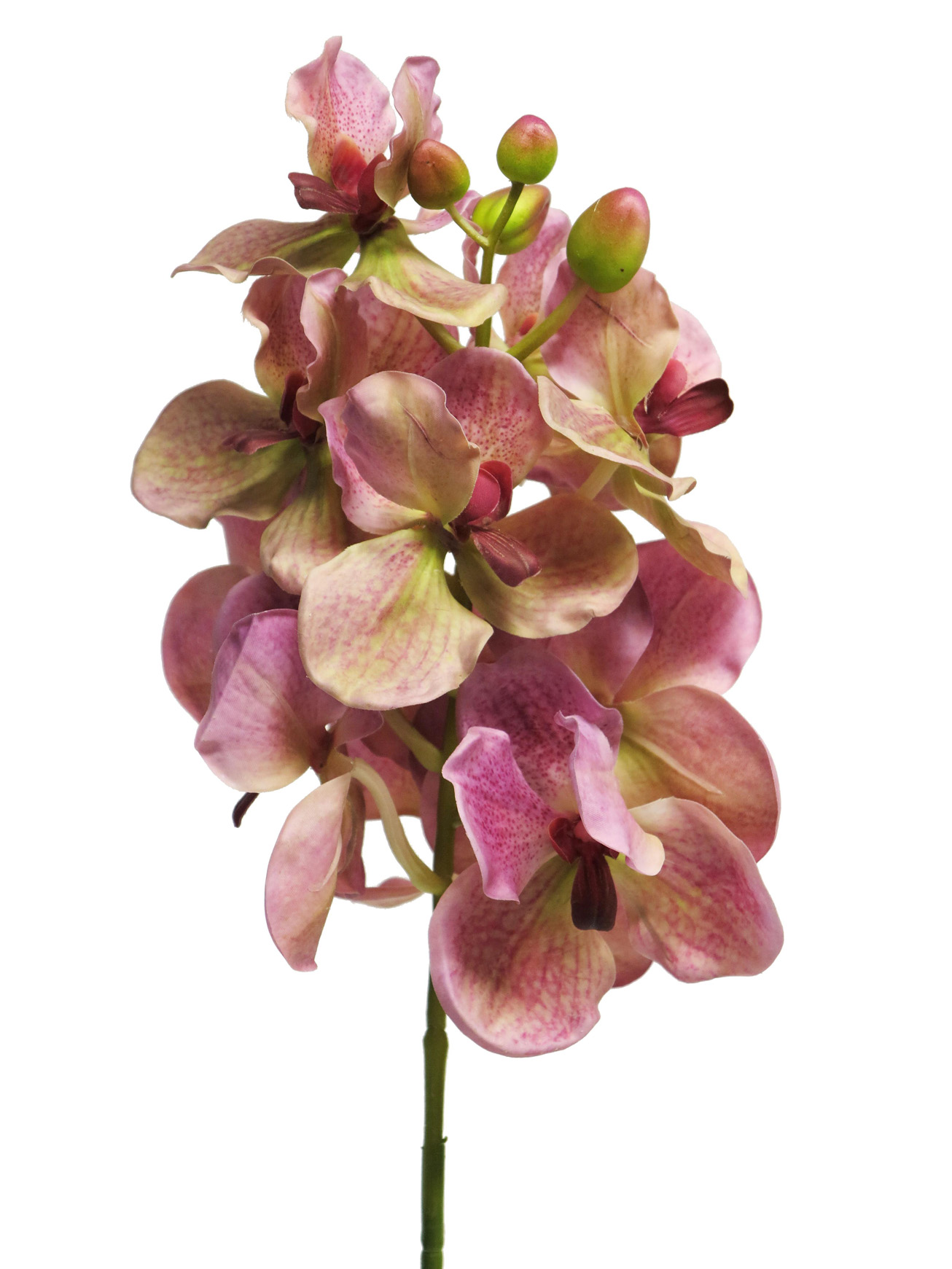 Orchidej Vanda Ariadne růžová V73 cm