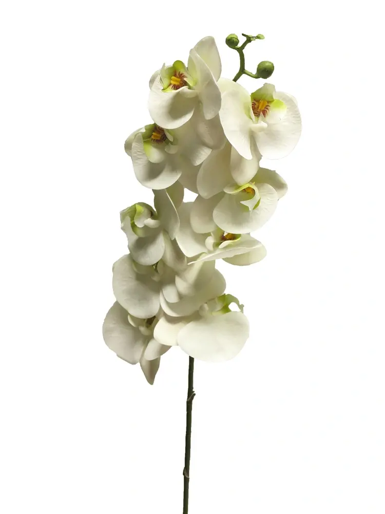 Orchidej - Best Phalaenopsis spray Bora bilá V108 cm