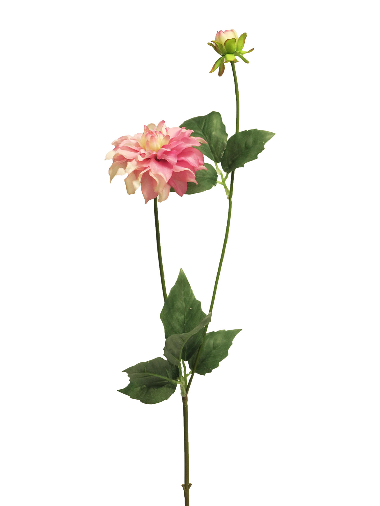 Jiřinka - Dahlia Mini spray fialová 70cm