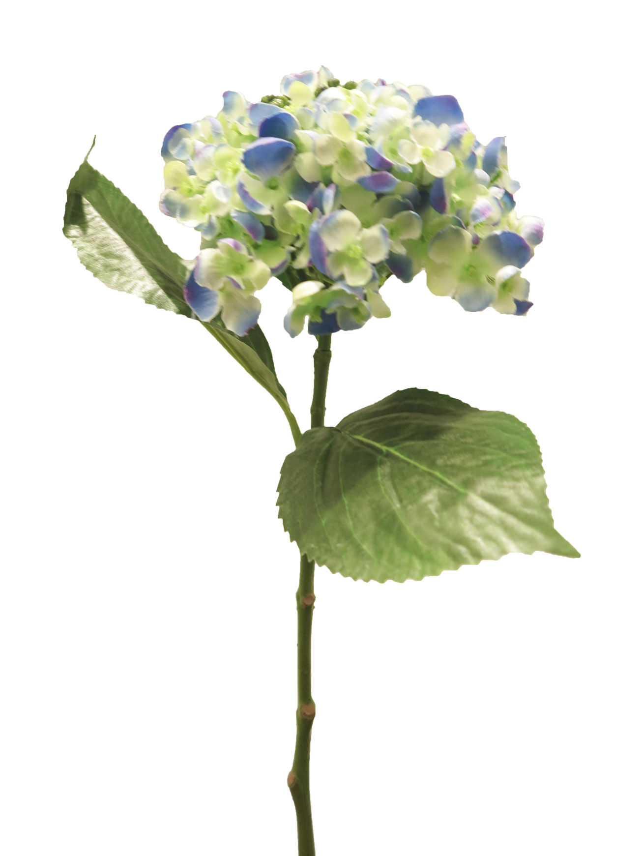 Hortenzie - Hydrangea Mata hari modrá 49cm