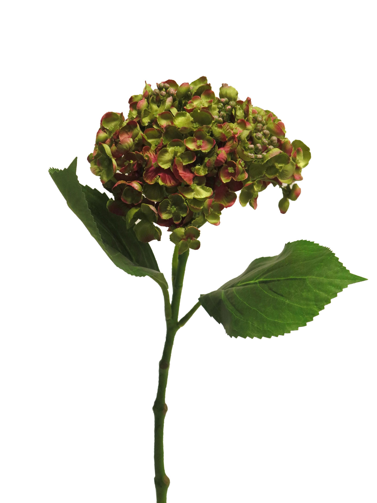 Hortenzie - Hydrangea mata hari hnědá / beauty 49cm