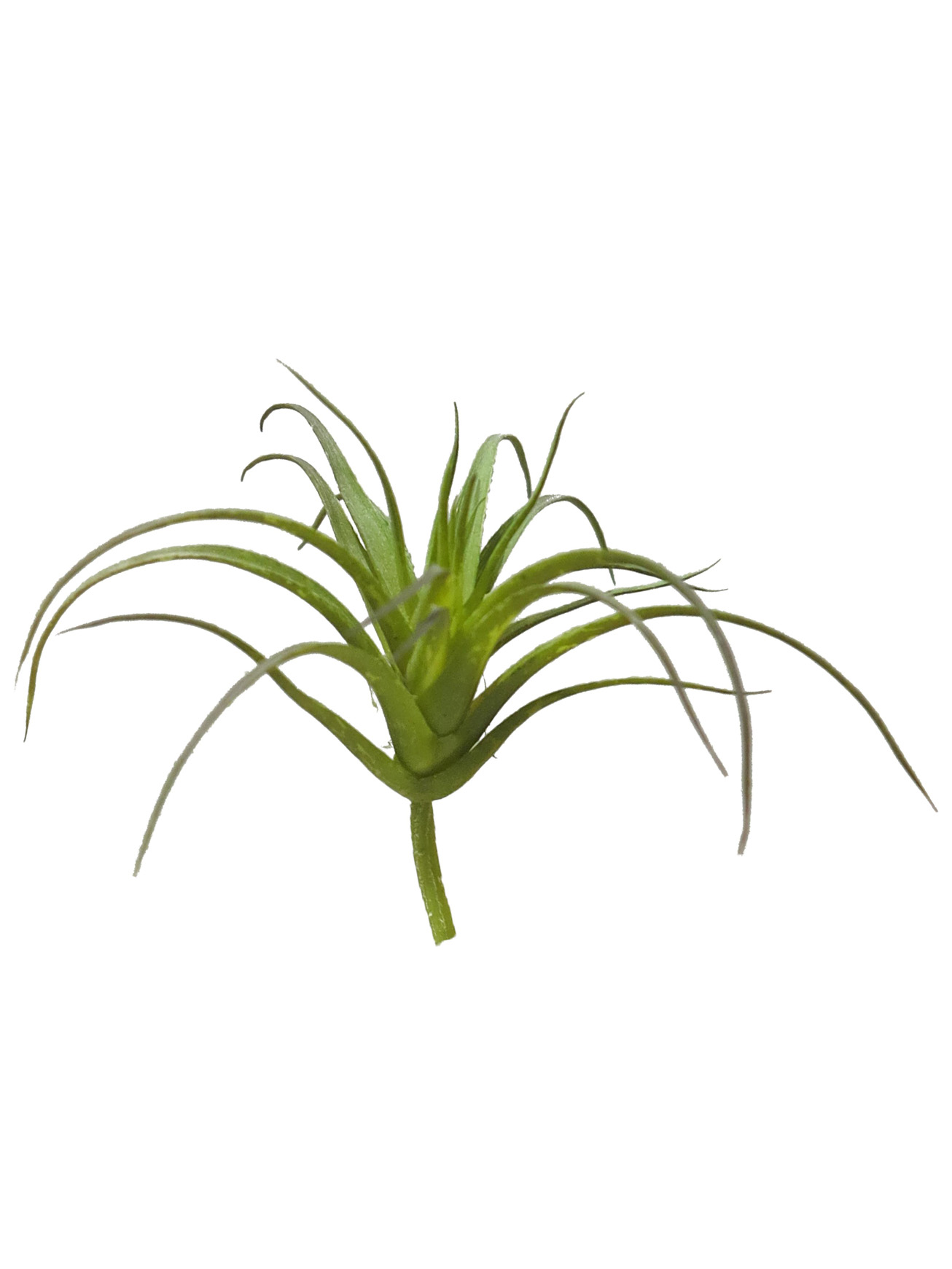 Tilandsie (Kykatka) - Tillandsia Fiabellata malá 10cm