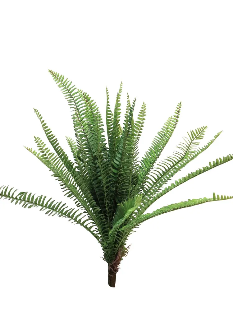 Kapradina - UV Fern Torres Sunrise V60 cm  (N316091)