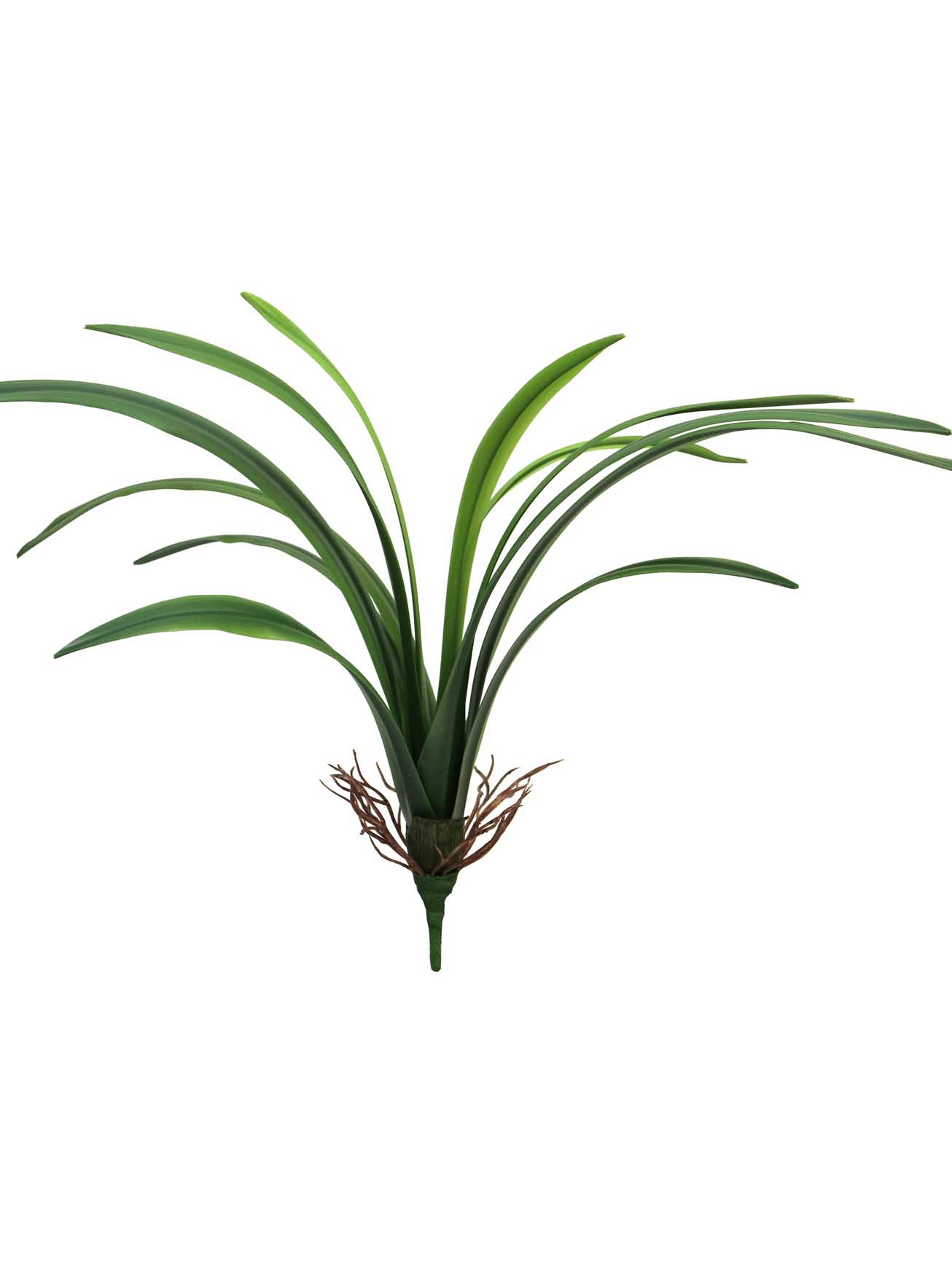 Dračinec - Dracena Marginata zelený
