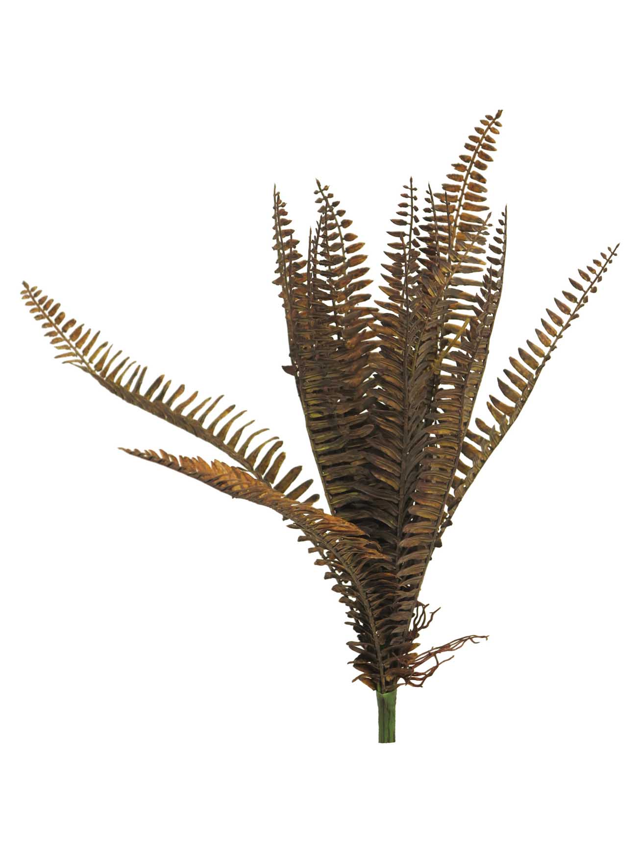 Kapradina - Fern Bush Glibert 45cm