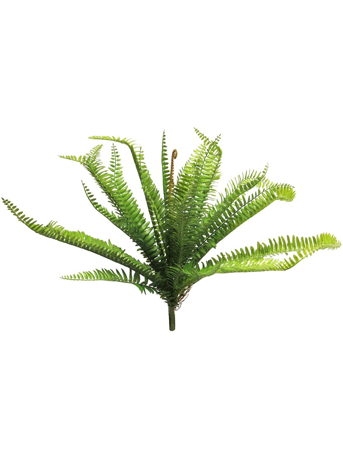 Kapradina (fern) Bush Gilbert 50cm