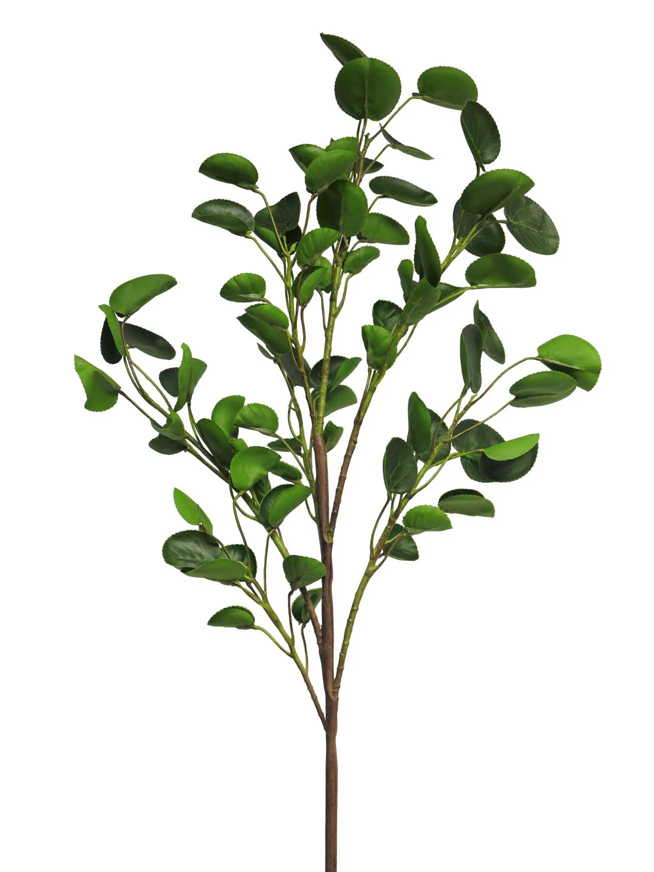 Větev Pilea peperomioides 102cm