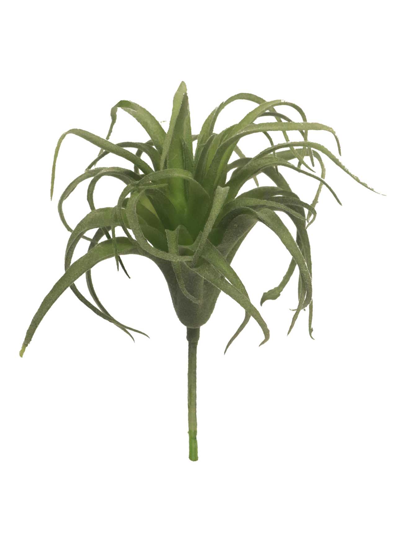 Kykatka - Tilandsie / Tilandsia pick zelená 17cm