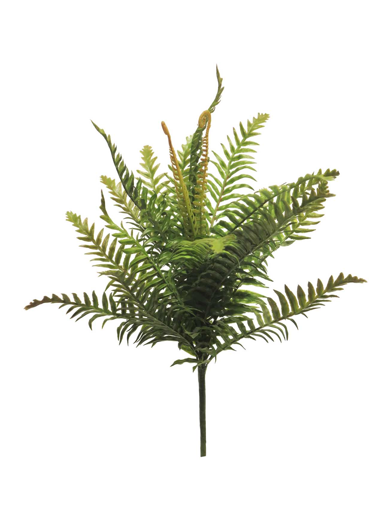 Kapradina - Polystichum fern zelená 46cm (N319841)