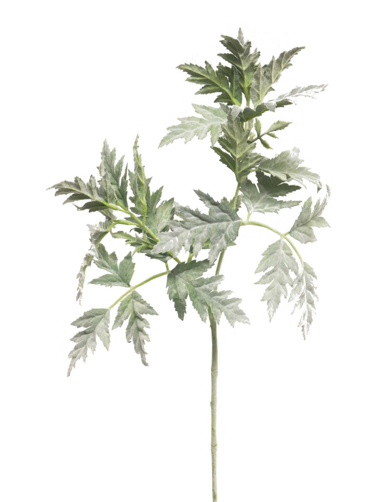 Petrželka kráva - Cow parsley zelená V70 cm