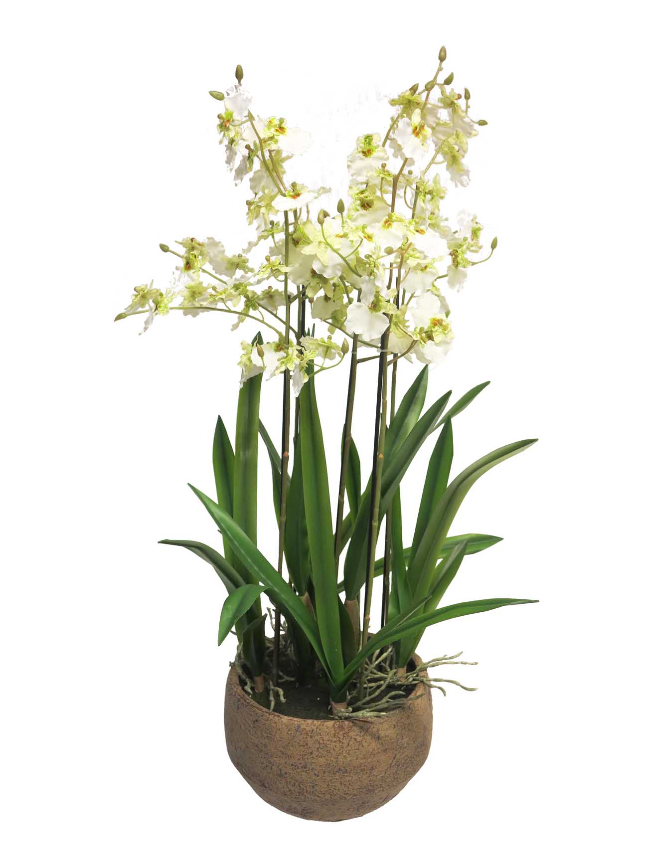 Orchidej Oncidium malibu v obalu bilá 70cm