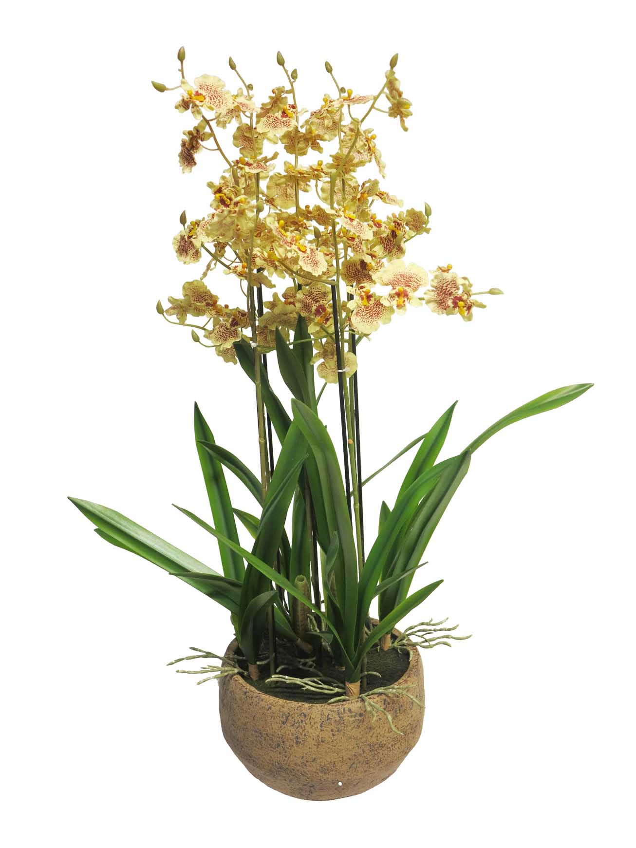 Orchidej - Oncidium malibu in pot burgundy/červená 70cm