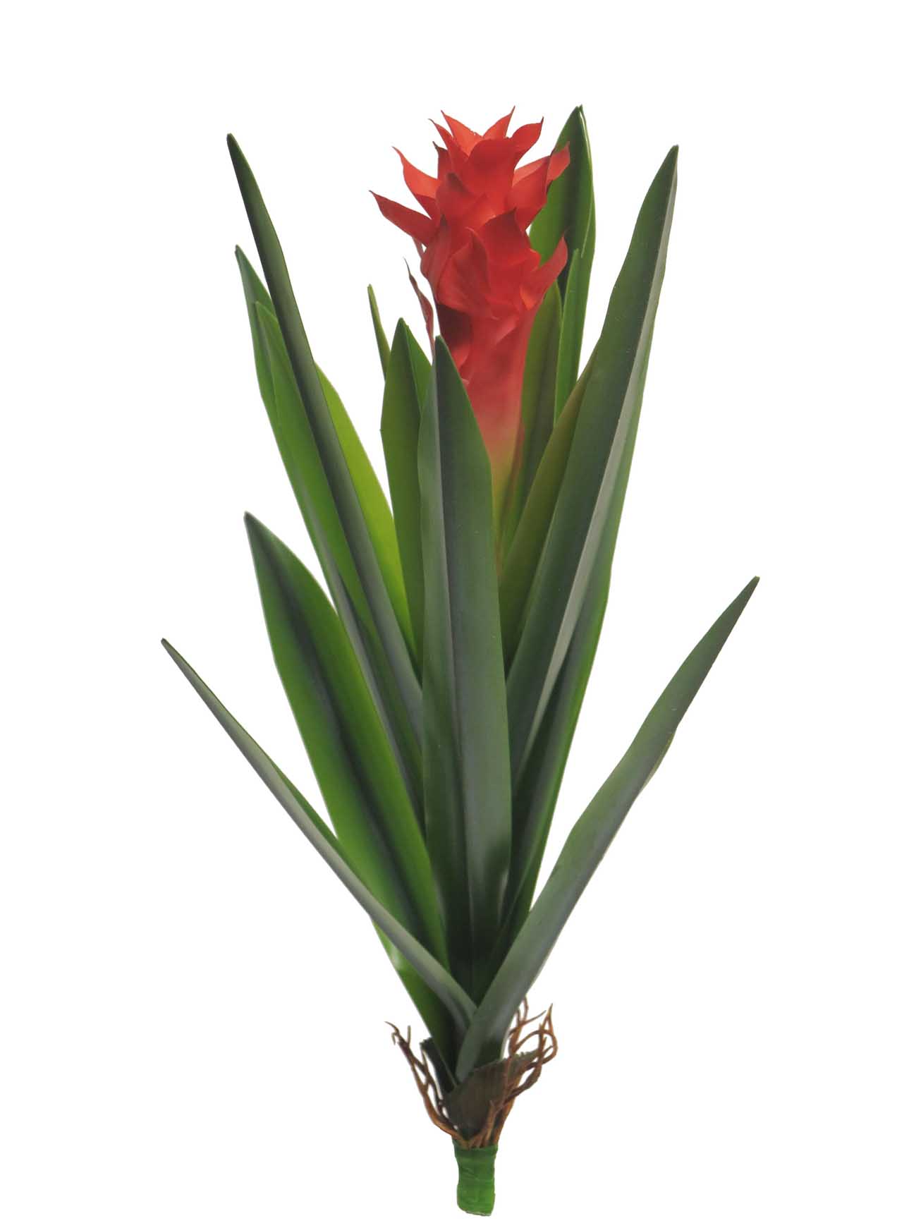 Galgán nachový - Alpina  purpurata červená  V55 cm