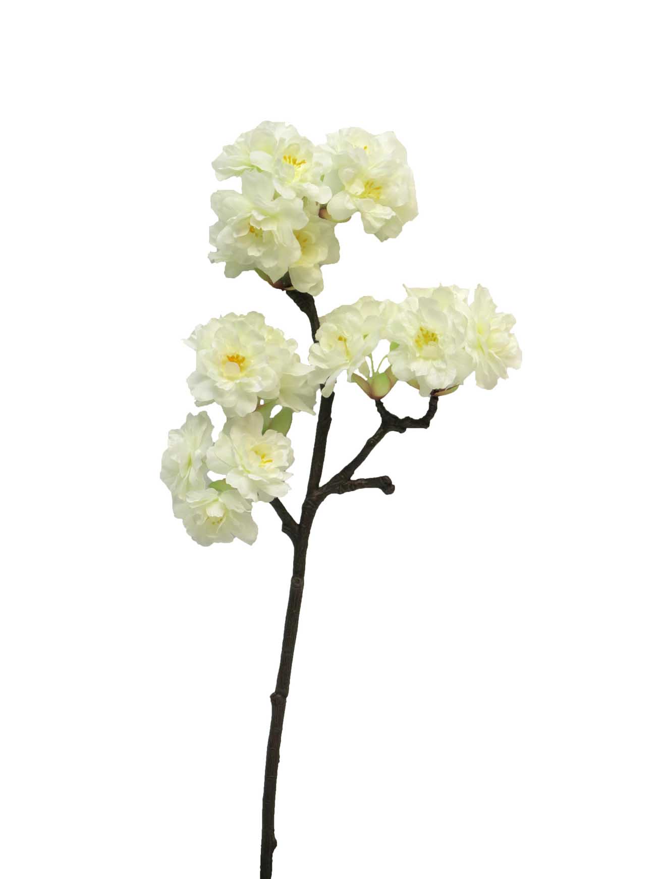 střemcha - Prunus limoges malál cream/bilá 40cm