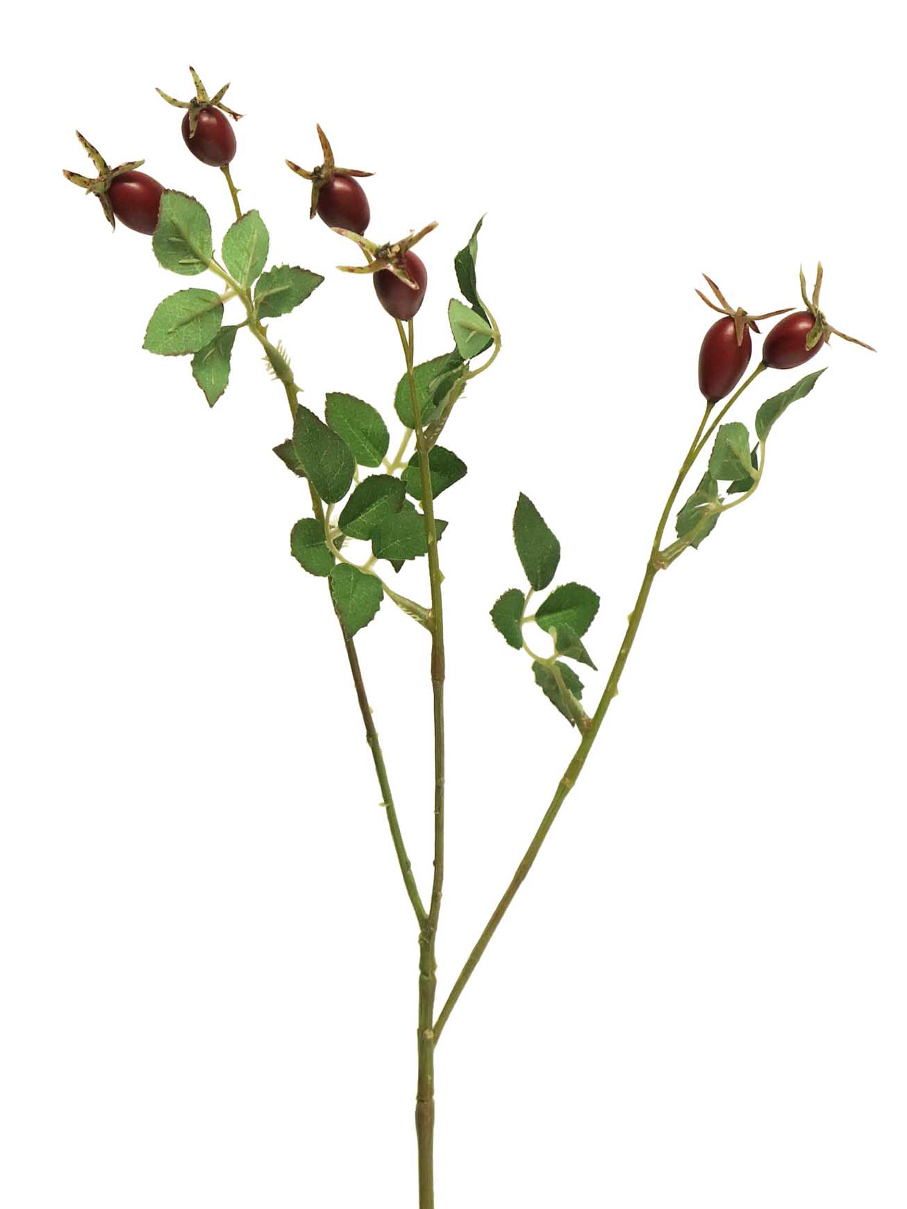 Růže - Rosa Rubiginosa malál červená 40cm
