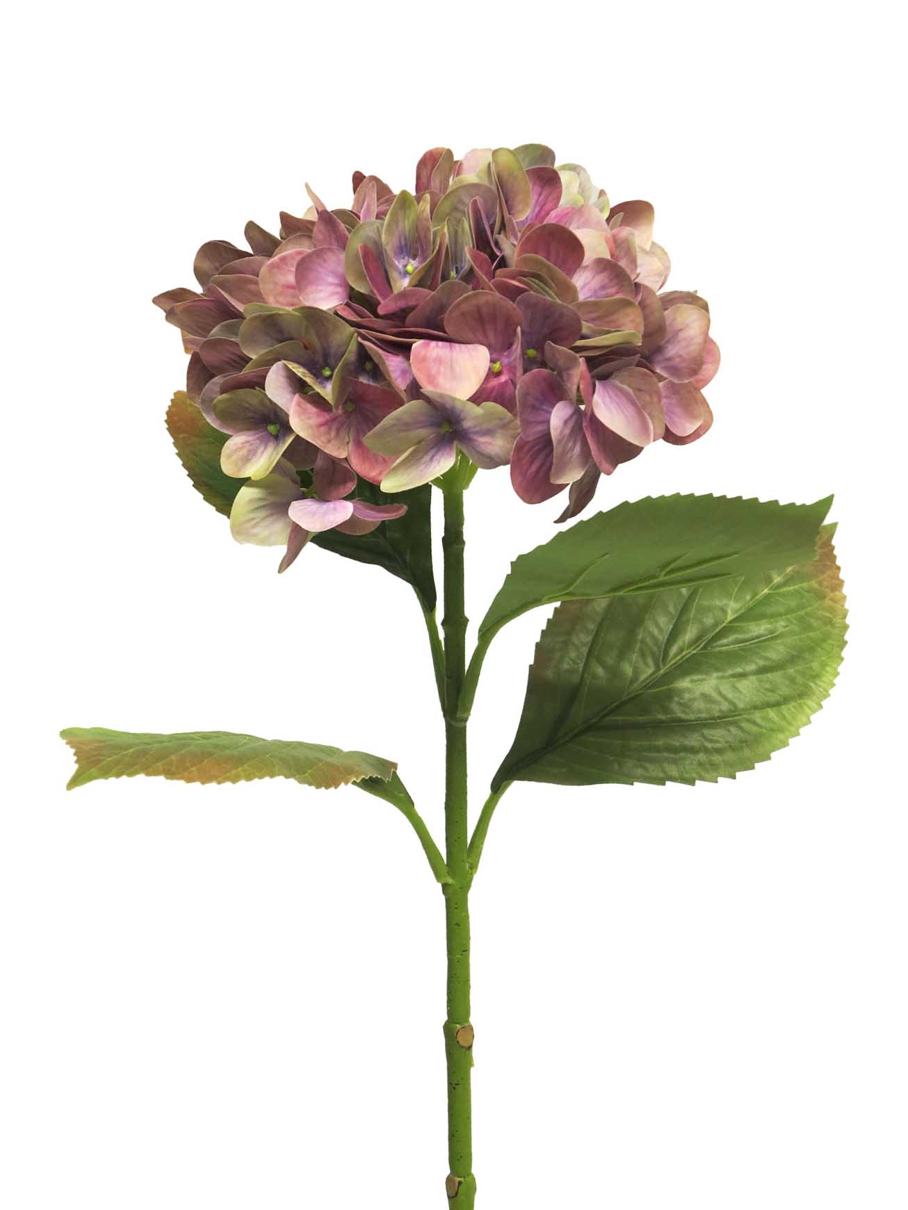 Hortenzie - Hydrangea Rosanna fialová V66 cm
