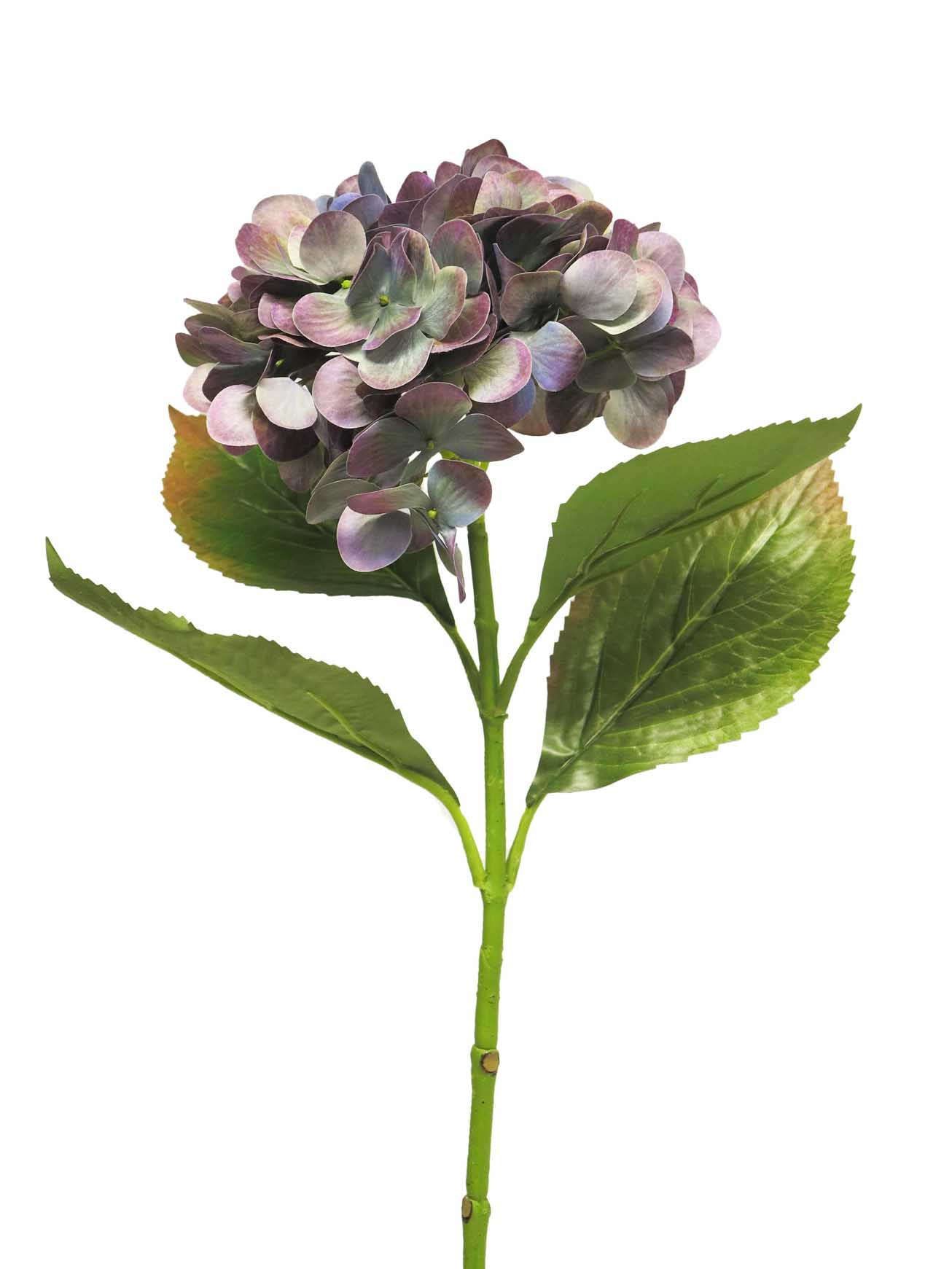 Hortenzie - Hydrangea Rosanna modrá 66cm