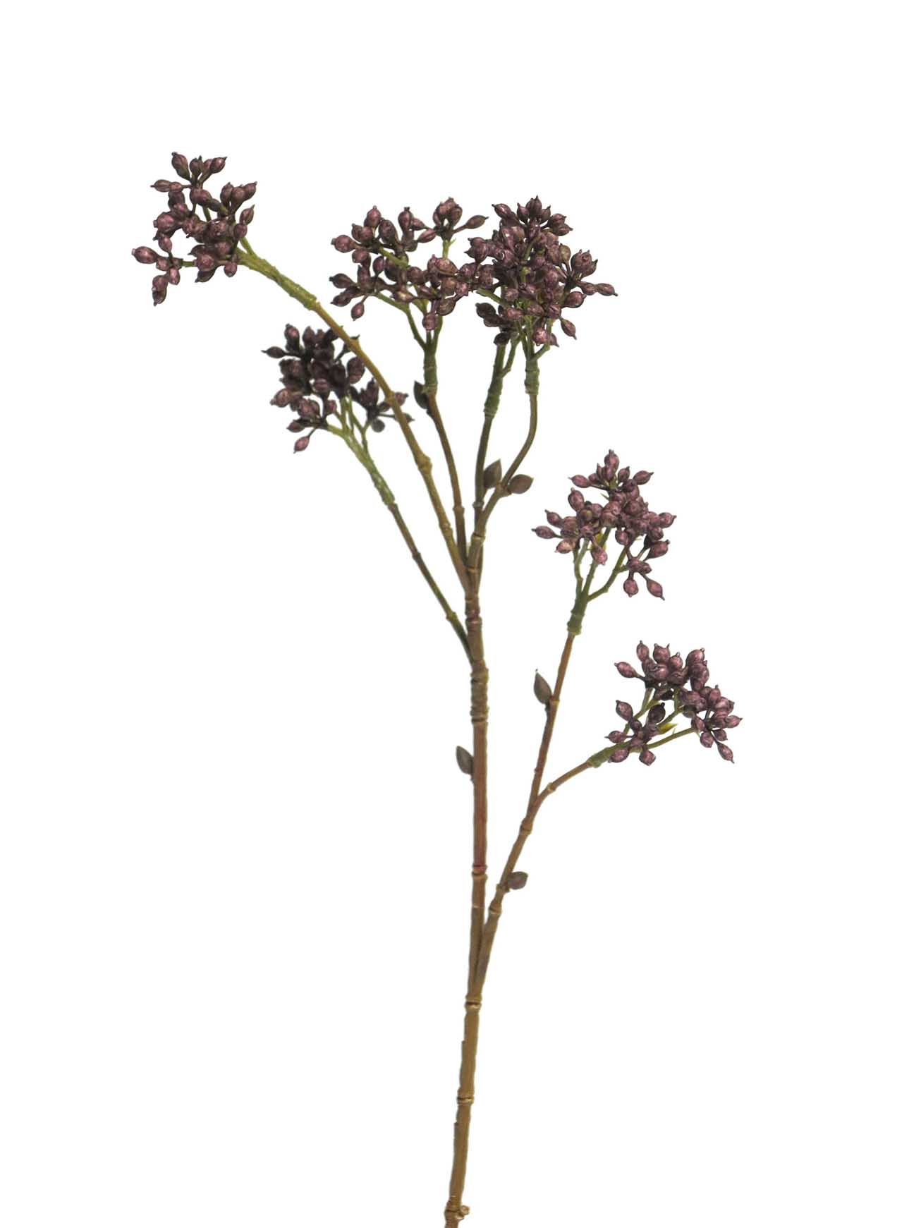 Japanese berry (bobul) fialový 63cm