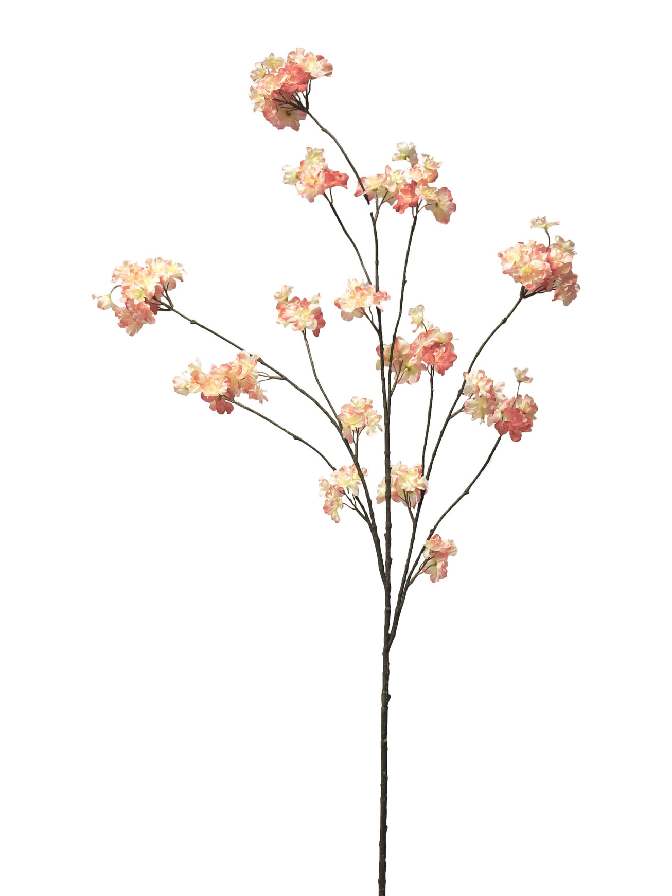 střemcha - Prunus malaga spray růžová 126cm