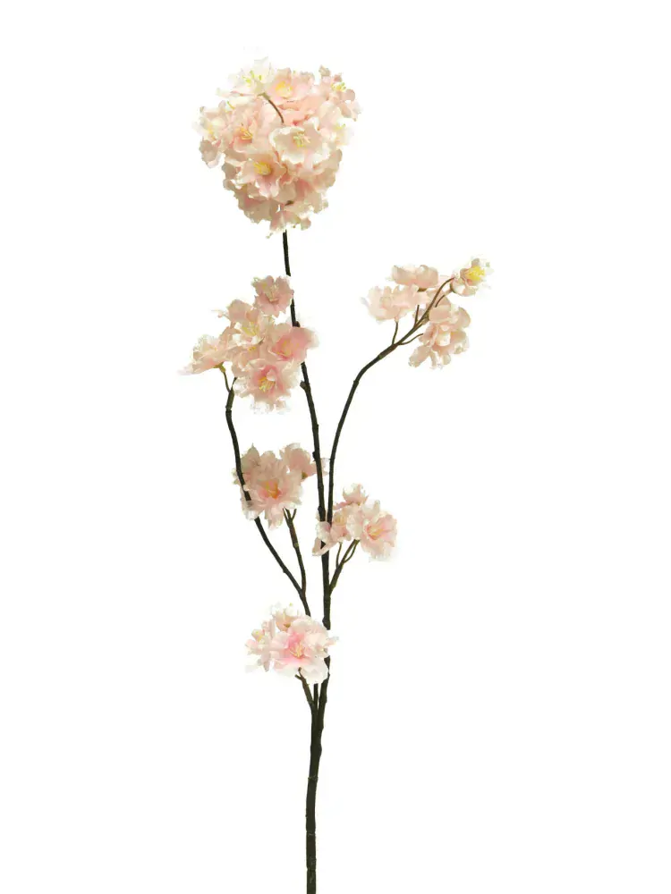 Střemcha - Prunus 'Malaga' růžová V84 cm (N912437)