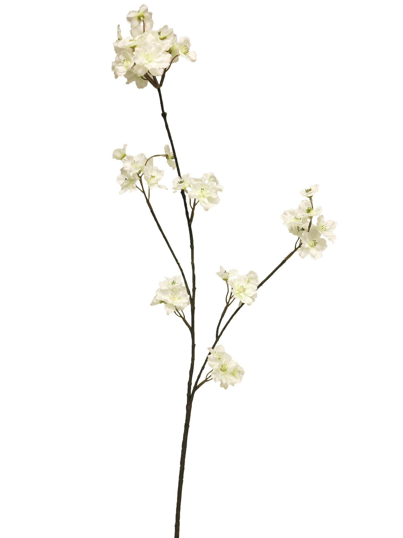 střemcha - Prunus Murcia spray bilá/cream 85cm
