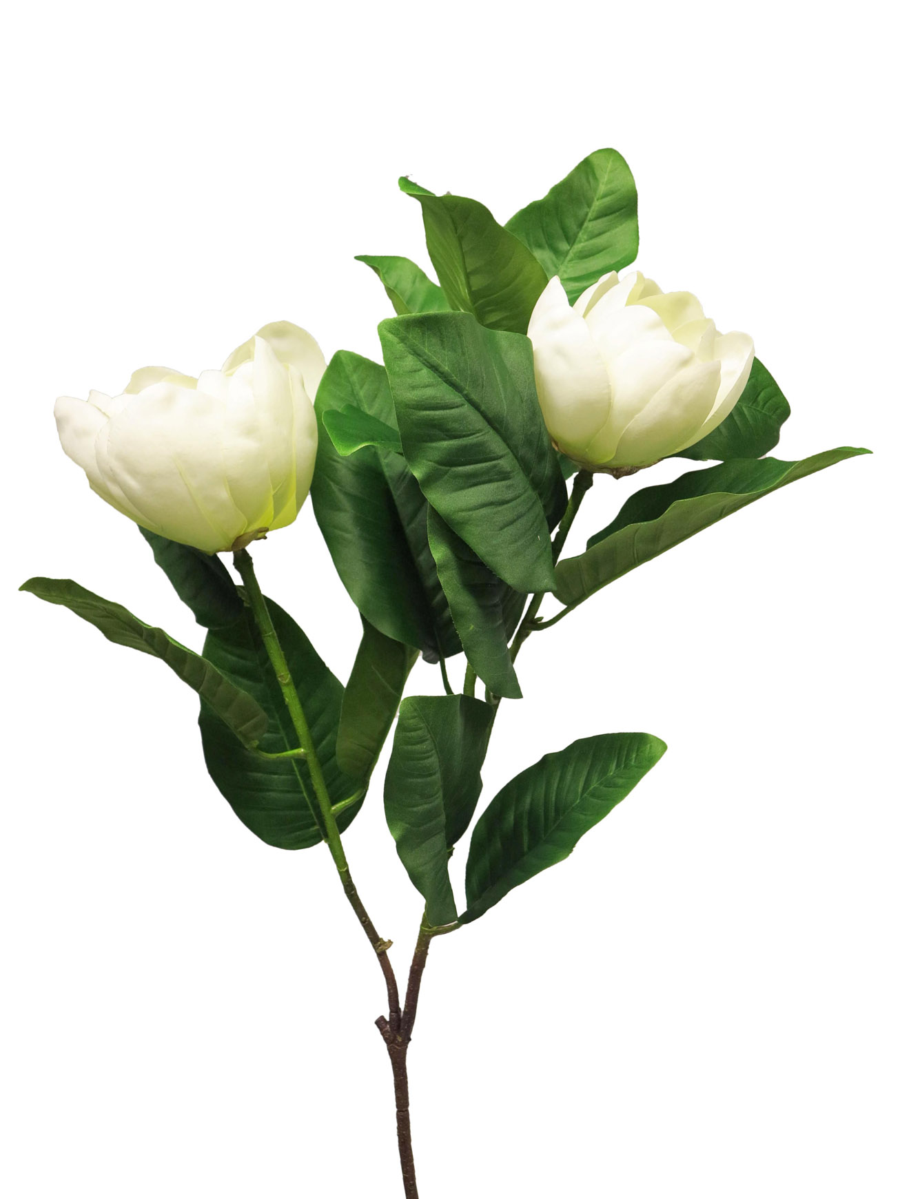 Magnolie Magnolia grandiflora bilá / cream 107cm