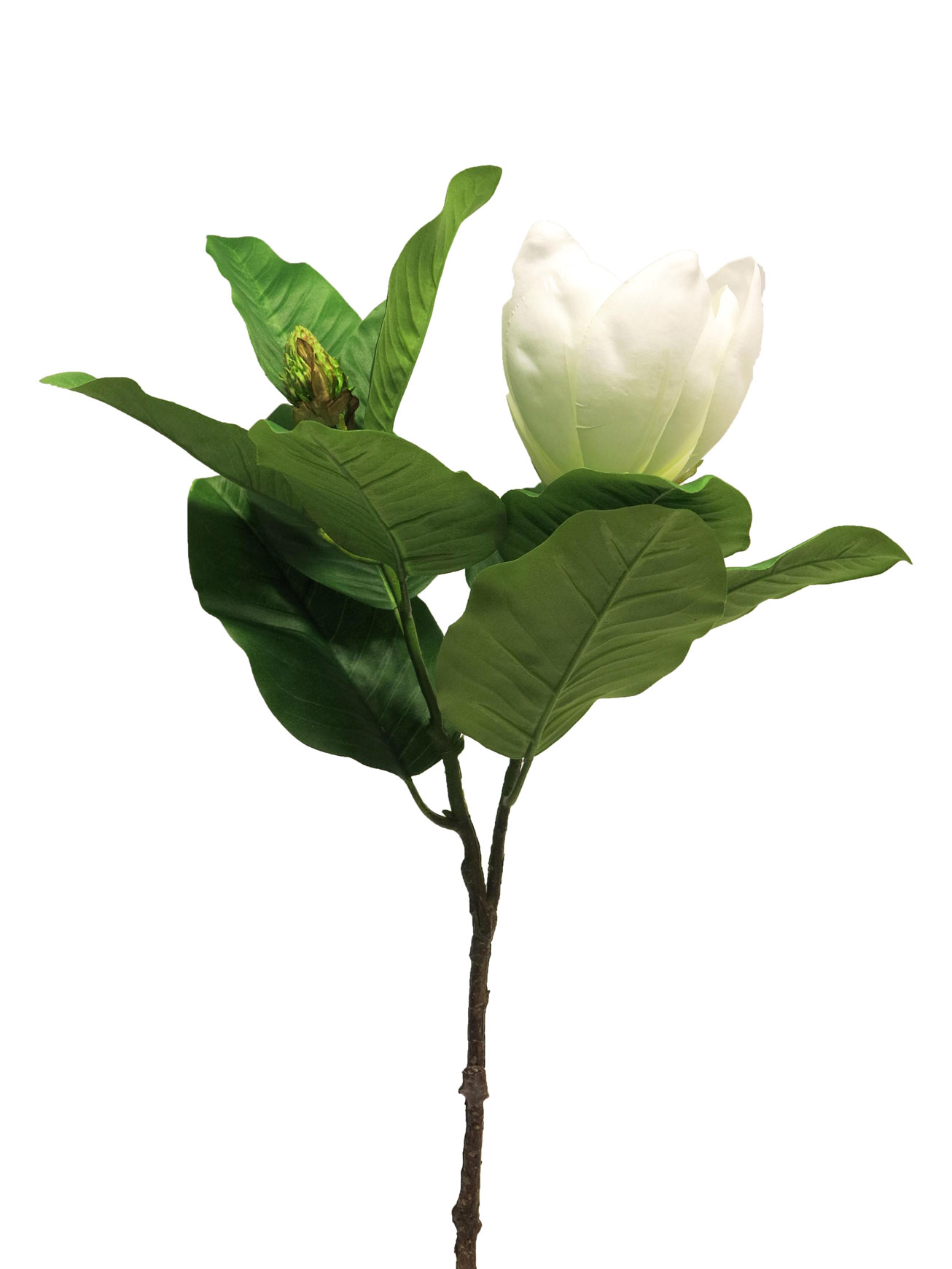 Magnolie - Magnolia grandiflora bilá 66cm