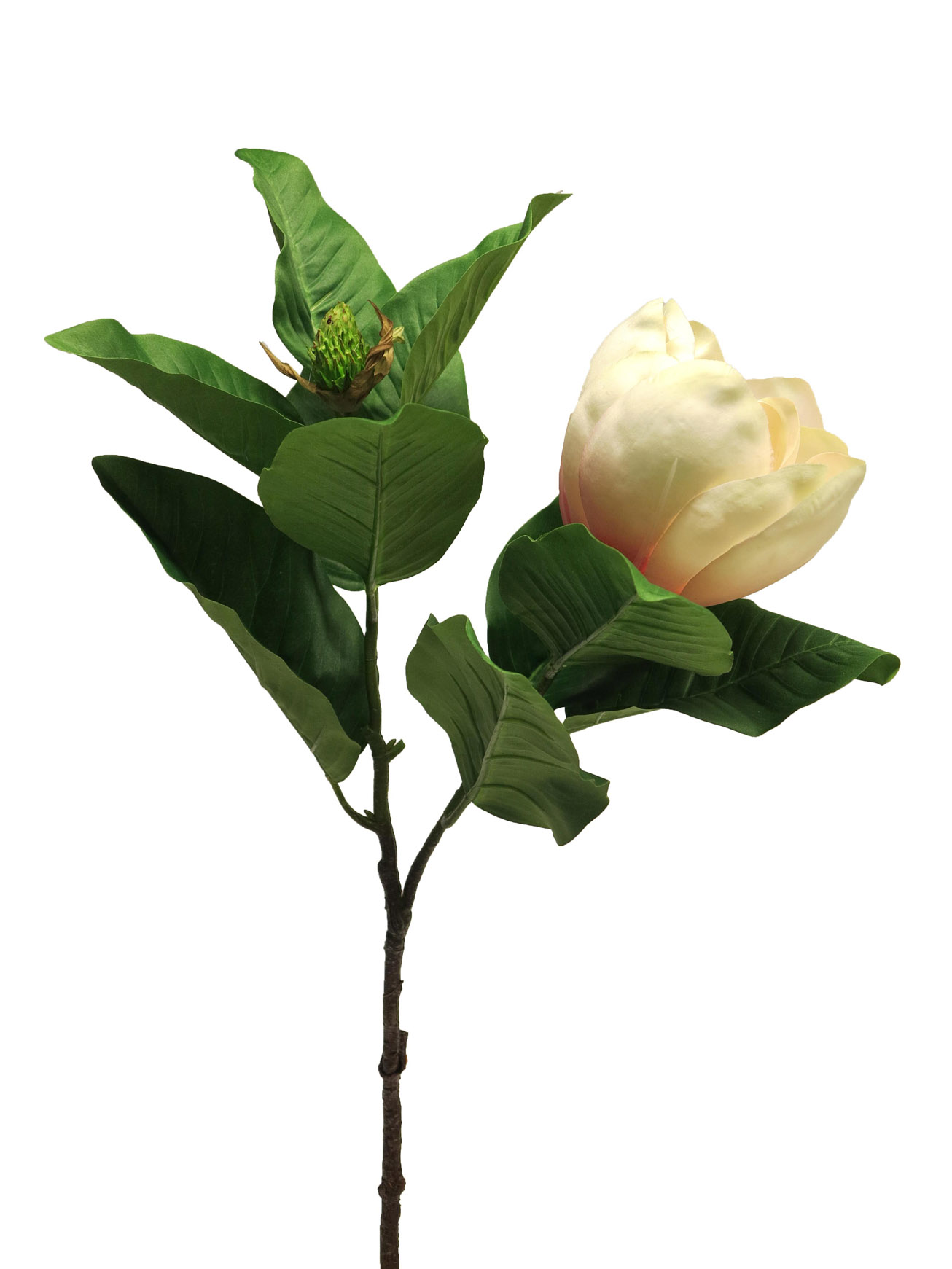 Magnolie - Magnolia grandiflora růžová 66cm
