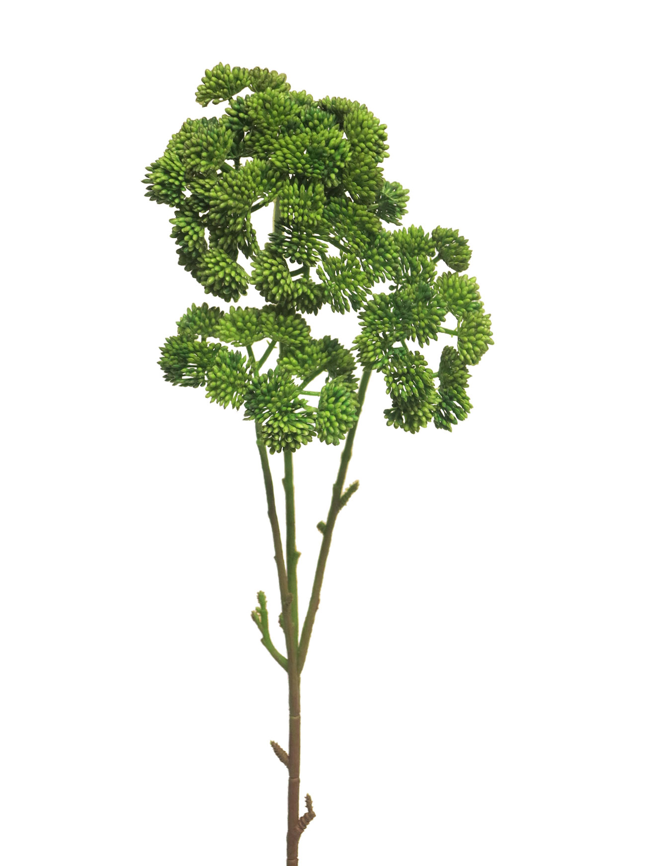 Rozchodník - Sedum flower zelený 76cm