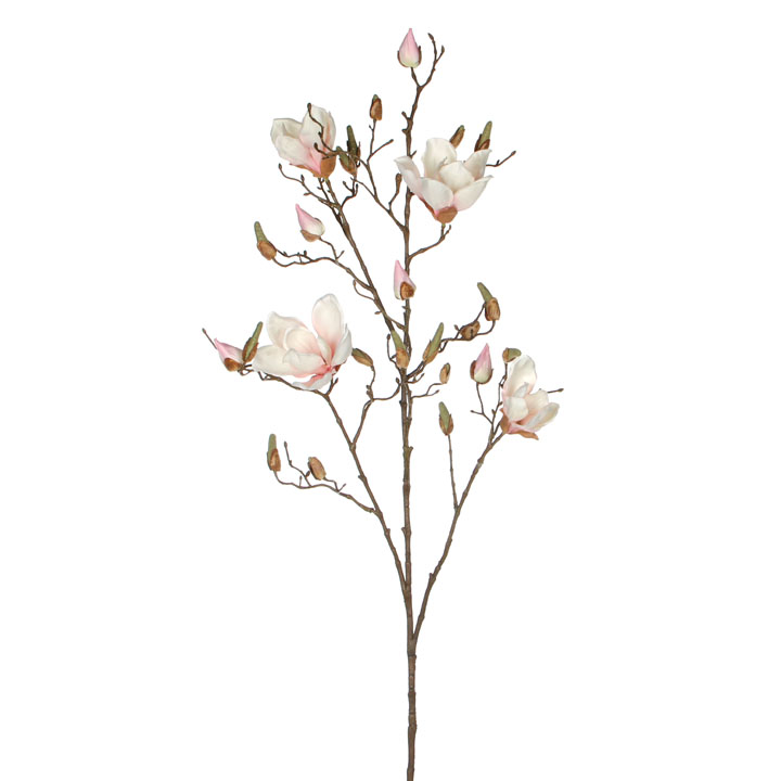 Magnolie - magnolia růžová 109cm