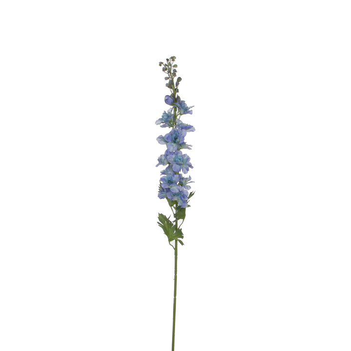 Stračka (Ostrožka) - Delphinium modrá 178cm