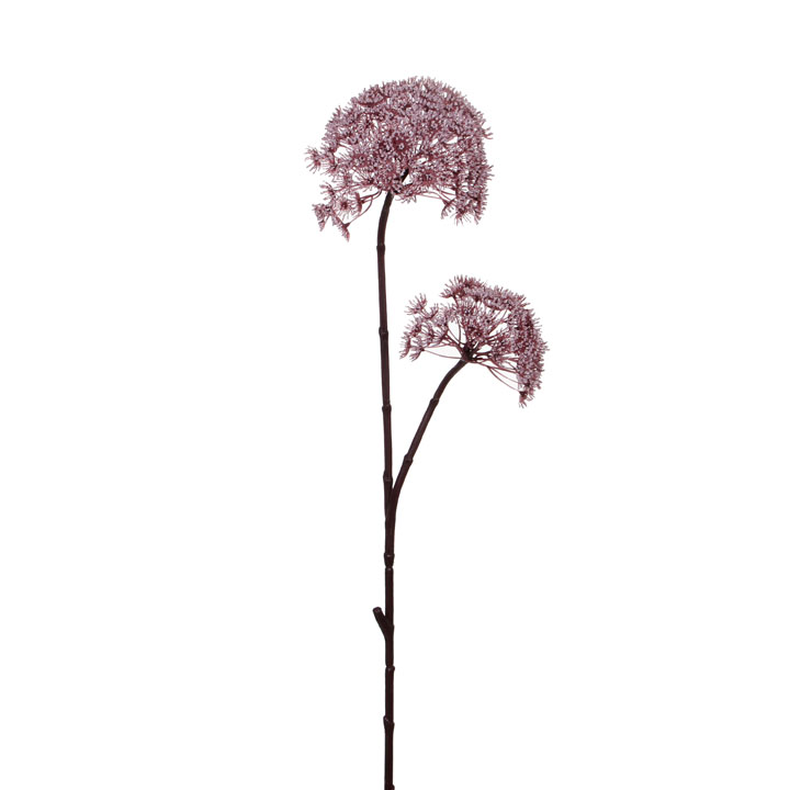 Divoká mrkev - Daucus carola světlofialová 83cm